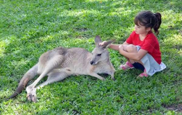 Houston Petting Zoo and Shows