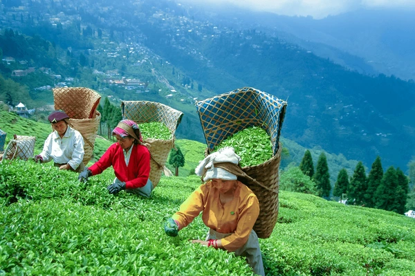 Exploring the Charm of Darjeeling Tea Garden: A Journey into the Heart of Tea Country