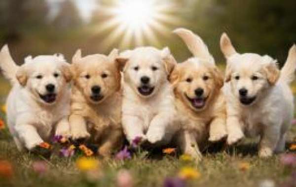 Golden Retriever Puppies: Excellence from a Trusted Family Breeder