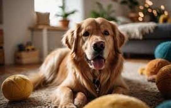 The Joy Of Pet My Paw: Transforming Pet Ownership