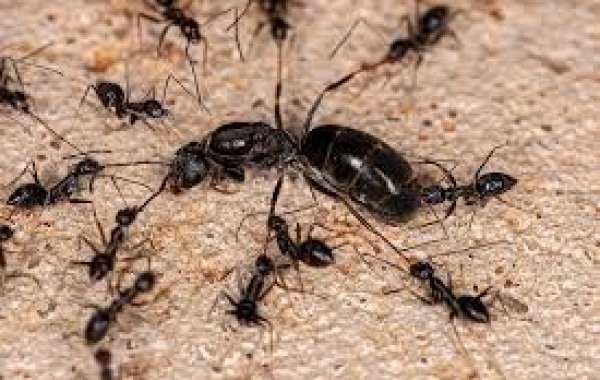 Mastering Pest Control: An In-Depth Guide to Effective Extermination Strategies