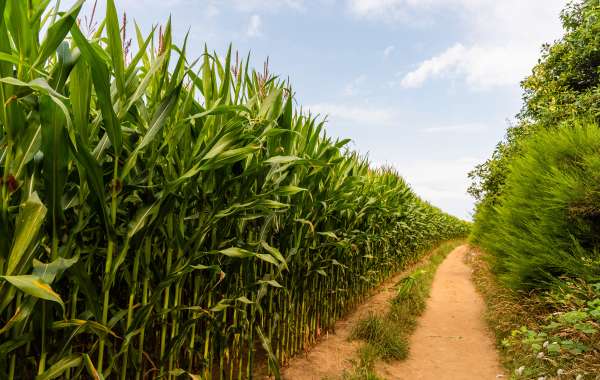 Sugarcane Farming: A Sweet Journey from Field to Harvest