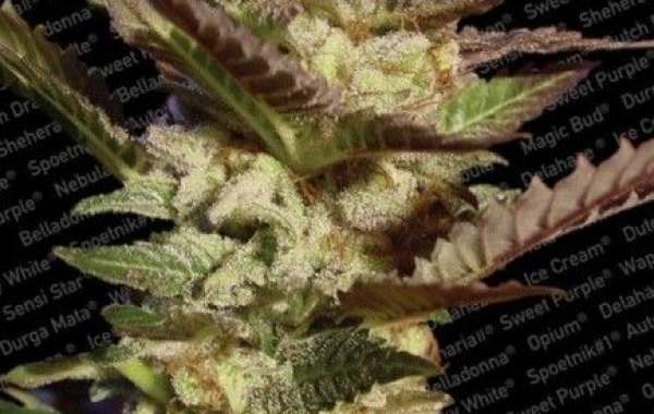 Buy Cannabis Seeds Online at The Clone Conservatory