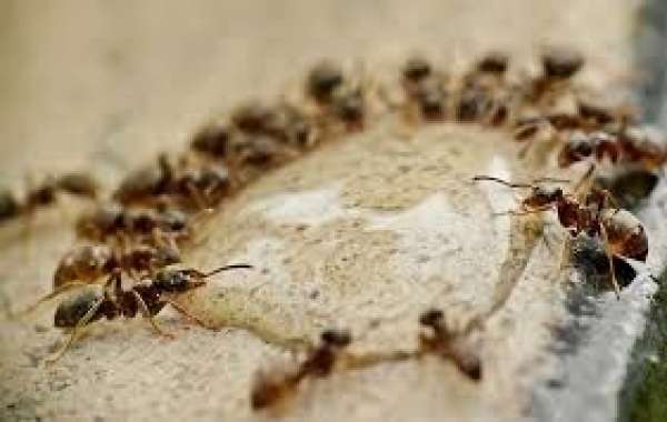The Importance of Pest Control in New York: A Comprehensive Guide