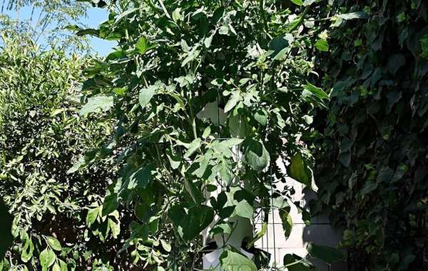 From Seed to Harvest: Revolutionize Your Green Thumb with a Hydroponic Tower Garden
