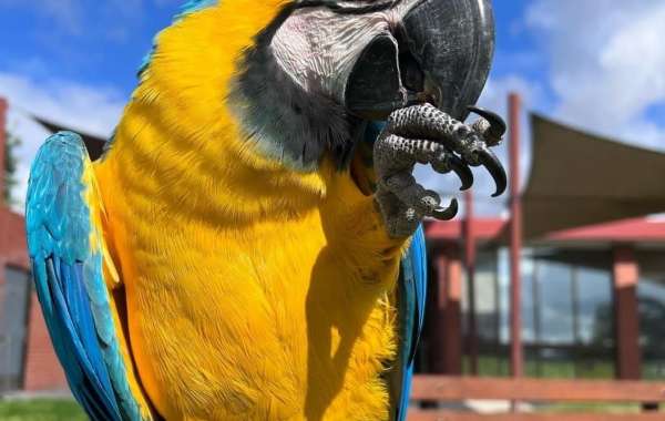 5 Killer Quora Answers On Fiona Hyacinth Macaw Bird For Sale