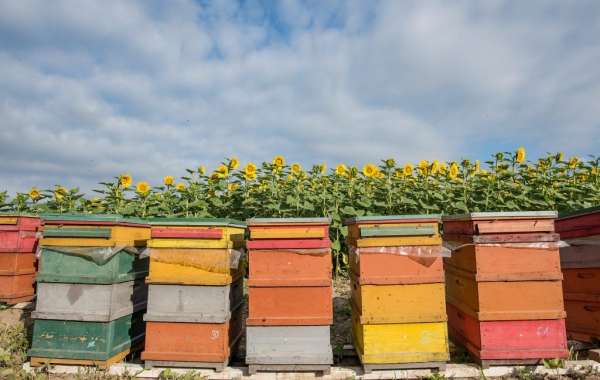 Honey in the Hive: Managing Beehives Through a Rainy Summer