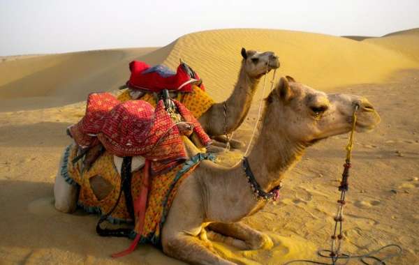 Exploring Dubai’s Unique Adventures: A Guide to City and Desert Tours