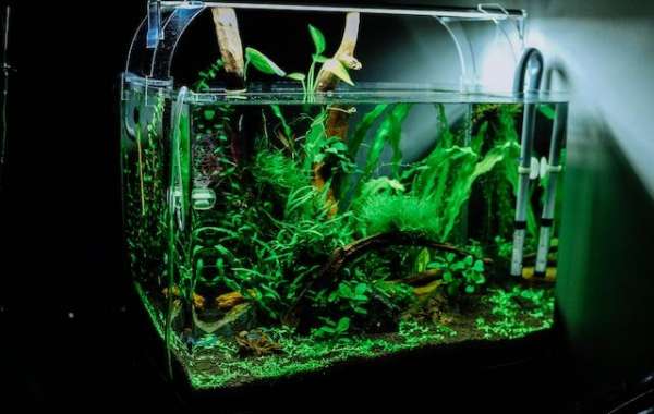 30 Gallon Tank vs. 50 Gallon Tank: Understanding the Differences