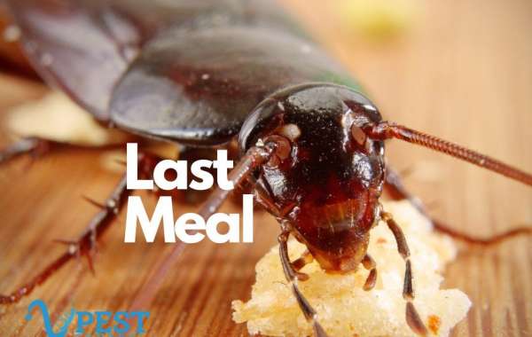 Understanding Termites in Miami: How to Protect Your Property