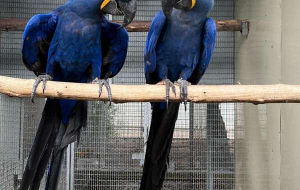 The Vibrant World of Macaw Shop: A Paradise for Feathered Friends