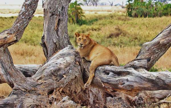Best Tanzania Safari: Unforgettable Wildlife Adventures