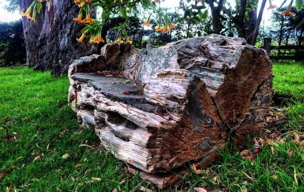 Enhance Your Outdoor Space with Stunning Garden Rocks and Find the Best Landscaping Rocks Near Me