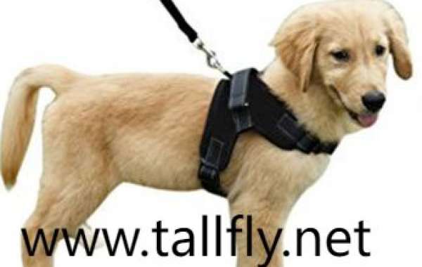 Eco-Friendly Bonds: Sustainable Tech for Green Pet Parenting
