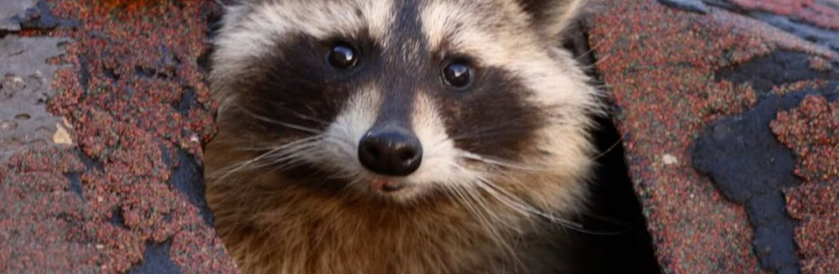 Wildlife control Cover Image