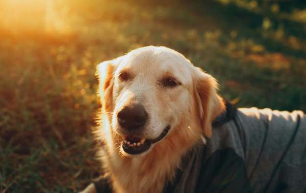 Understanding Your Pet’s Pain: How to Spot and Manage Pain in Dogs and Cats