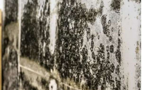Breathe Easy with Professional Mold Testing in Beverly Hills
