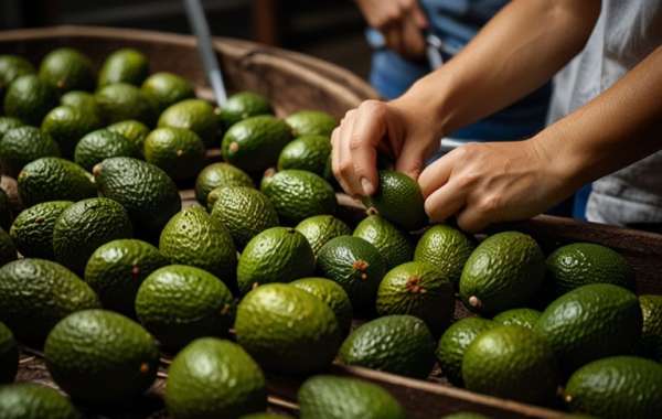 Avocado Processing Plant Report 2025: Project Details, Requirements and Cost Involved