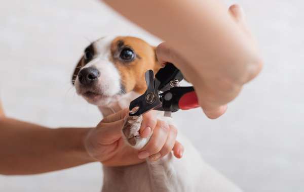 From Shabby to Chic: Before and After Luxury Dog Grooming Transformations