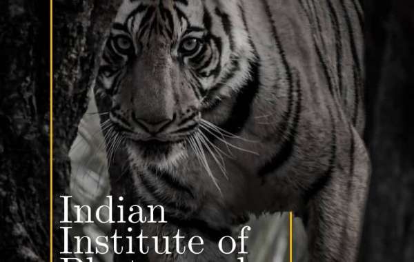 Crafting Visual Narratives: Fine Arts Education in India and the Role of IIP in Shaping Gen Z Creatives