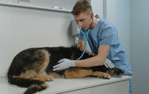 Discover the Best Pet Veterinary Clinic in Qatar