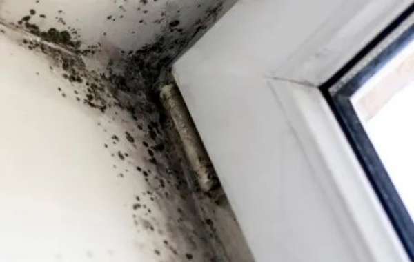 Mold Testing Mar Vista – Your Local Solution to a Hidden Problem