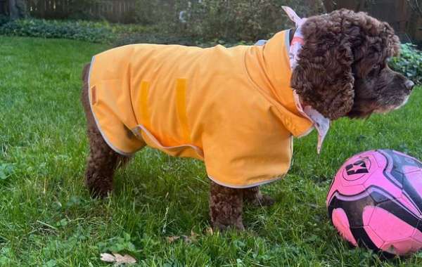 When More is Merrier: The Convenience of Dog Bandana Packs