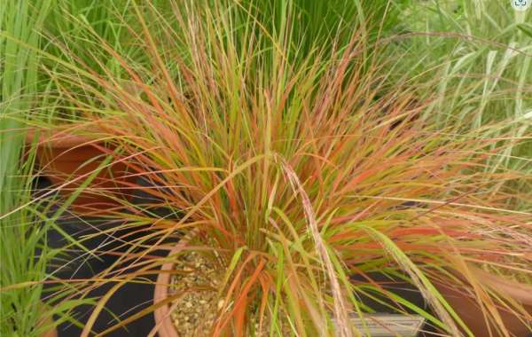 Why Grasses Are the Perfect Low-Maintenance Garden Feature