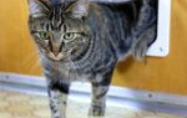 10 Facts About Cat Door Installation That Will Instantly Set You In A Positive Mood