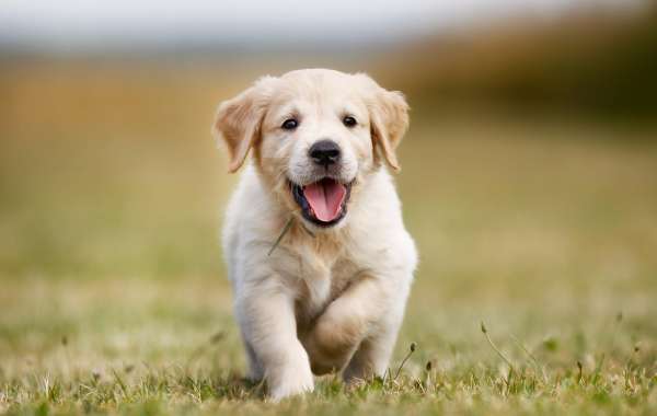 How to find a trusted breeder for miniature golden retrievers