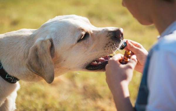Safe and Effective Dog Calming Treats with CBD