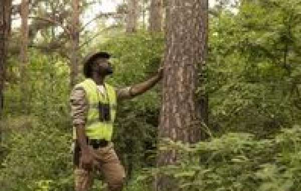 Affordable Tree Service: Quality Work Without Breaking the Bank