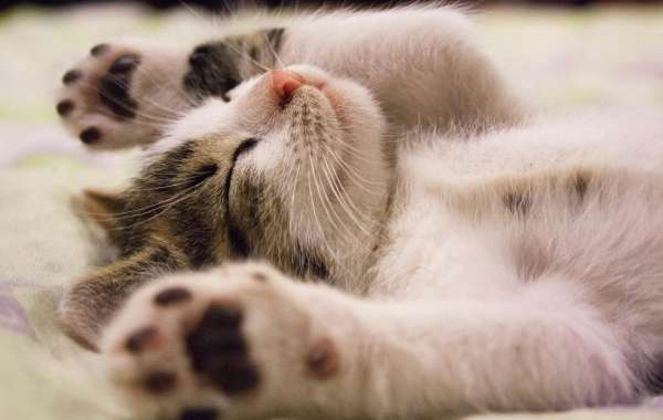 The Best Automatic Cat Feeders for Multiple Cats